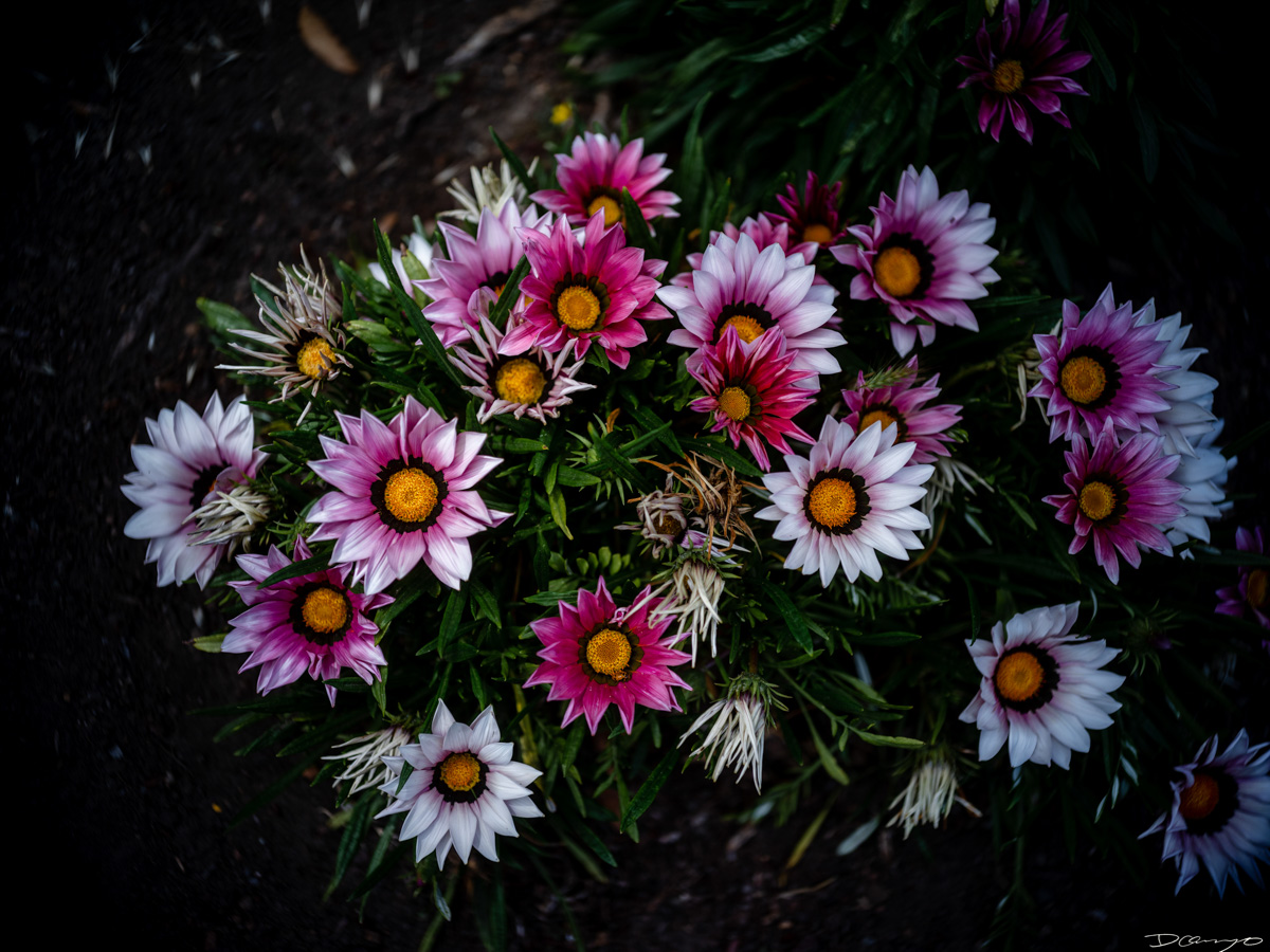 Pretty things that I wanted to take pictures of around Berkeley in 2023.